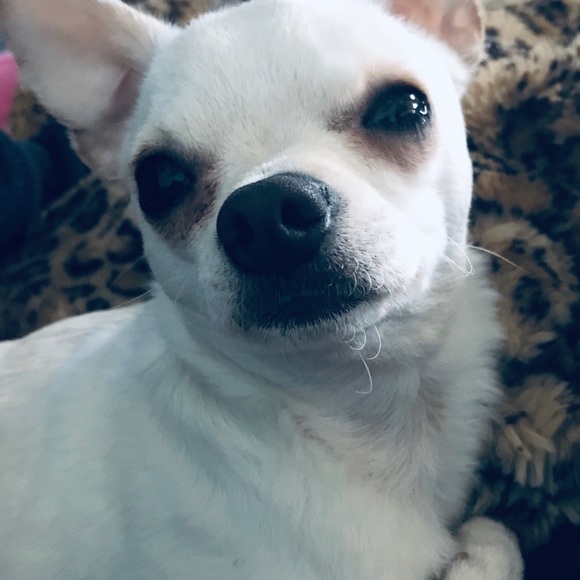 This is Boston. Help me save him.💞 - Picture 7 of 10